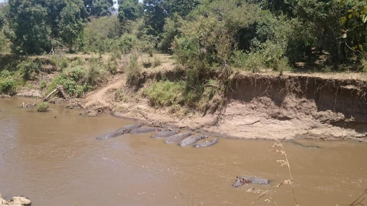 Hammerkop Migration Camp Bed and Breakfast Maasai Mara Esterno foto